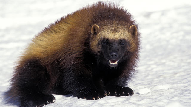 A North American Wolverine 