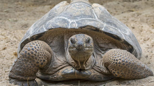 Aldabra giant tortoise 