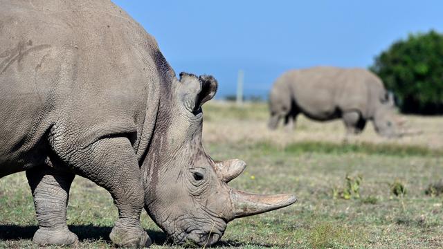 KENYA-CONSERVATION-ANIMAL-RHINO 