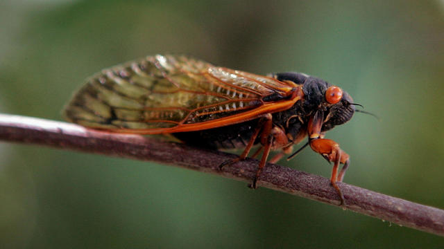 Cicadas Return To Midwest 