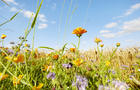 Colorful flowers at the edge of a field against sky in summer, rural scene 