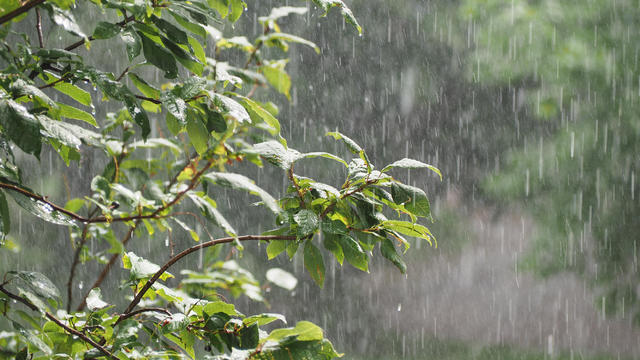 A ficus houseplant, wet from the rain. Drops of water or dew on the green leaves of the flower. The concept of gardening, floristry. Hydration and care of home plants in pots. Spraying with a spray gun, cleaning from dust. The work of a florist. 