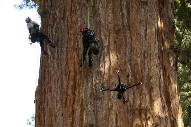 Sequoia National Park, General Sherman Tree, sequoias, Kings Canyon 