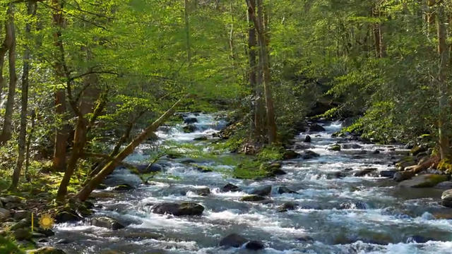 nature-great-smoky-mtns-1920.jpg 