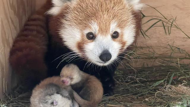 red-panda-cubs.jpg 