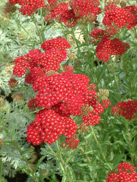 Achillea - Border forms