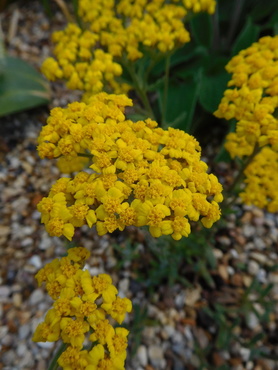 Achillea - Rock garden forms