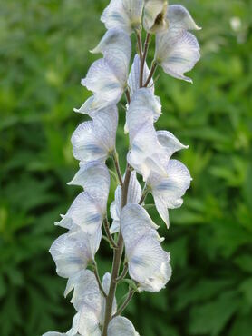 Aconitum