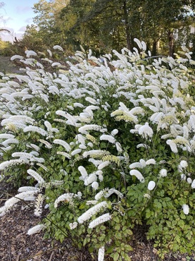 Actaea