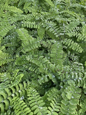 Adiantum