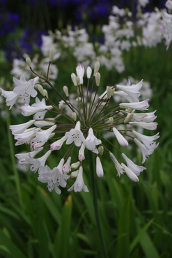 Agapanthus