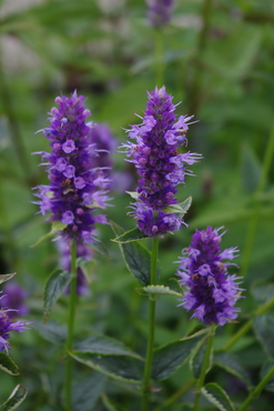 Agastache