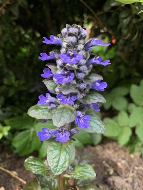 Ajuga