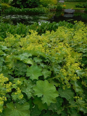 Alchemilla