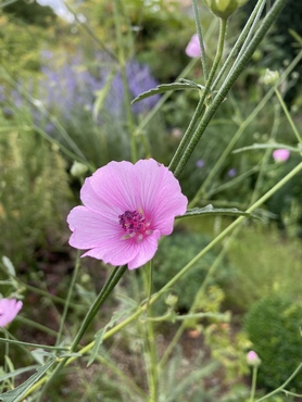 Althaea