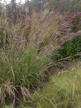 Andropogon