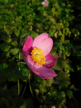 Anemone - Border forms