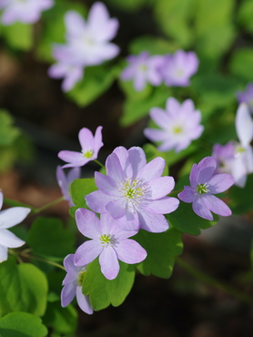 Anemonella 