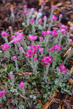 Antennaria