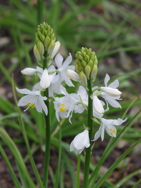 Anthericum