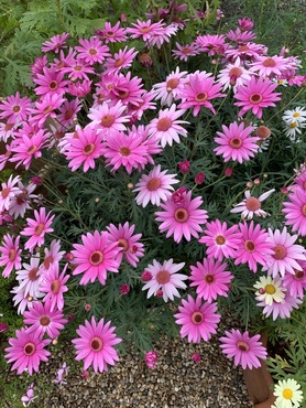 Argyranthemum