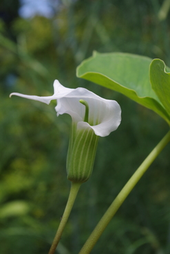 Arisaema