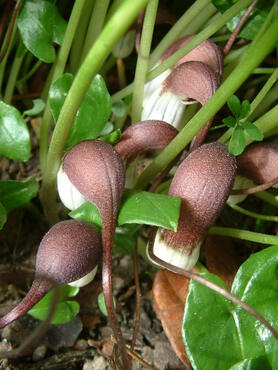 Arisarum