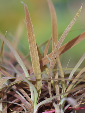 Arthropodium