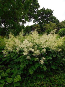 Aruncus