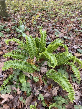 Asplenium