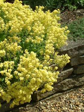 Aurinia (Alyssum)