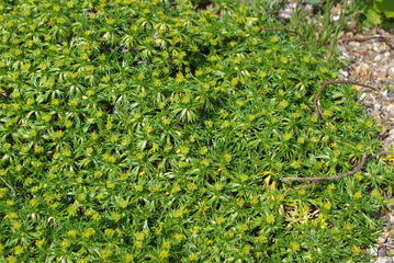 Azorella