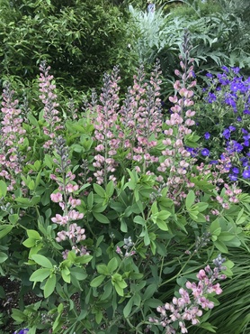 Baptisia