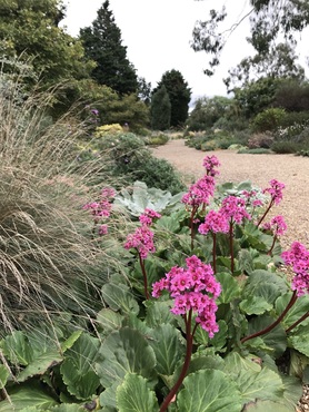 Bergenia - Hybrids