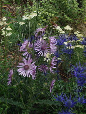 Berkheya