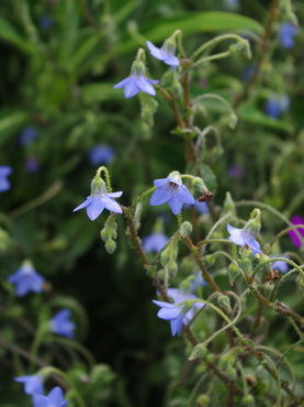 Borago