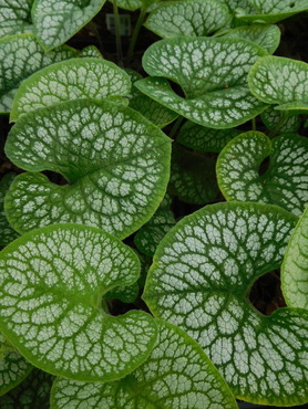 Brunnera