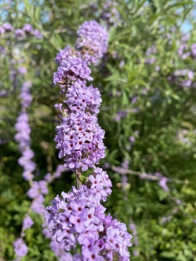 Buddleja