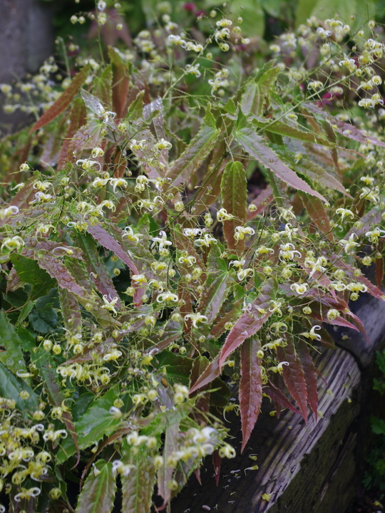 Epimedium 'Spine Tingler'