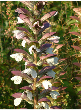 Acanthus spinosus