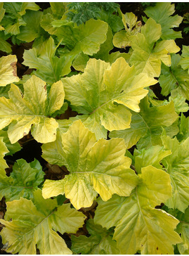 Acanthus mollis 'Hollard's Gold'