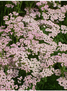 Achillea millefolium 'Lilac Beauty'