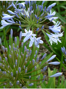 Agapanthus Johannesburg hybrids 