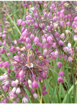 Allium cernuum