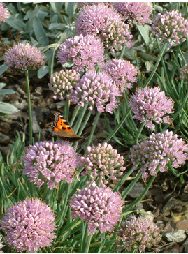 Allium senescens subsp. glaucum