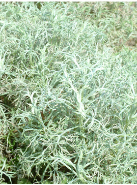 Artemisia alba 'Canescens'