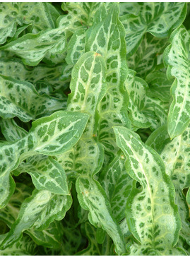 Arum italicum subsp. italicum 'Marmoratum'