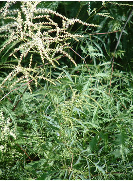 Aruncus dioicus 'Kneiffii'