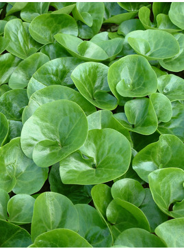 Asarum europaeum