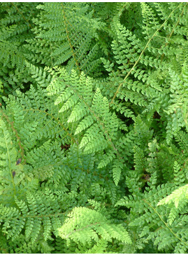 Polystichum setiferum (Divisilobum Group) 'Herrenhausen'